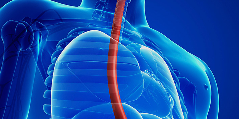 Œsophage (Eesophage)